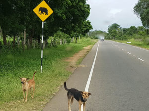 hunder og elefanter i veien