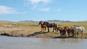 Mongolia i et nøtteskall: hester og ger.