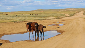 Vakre hester og steppelandskap - og grusveier så langt øyet rekker. Det er Mongolia! Foto: Gro H Andersen
